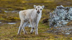 Prepare yourself for a look at a rare albino caribou calf photographed possibly for the first time Architects Australia